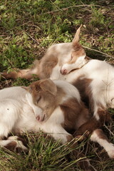 baby goats sleeping on the farm