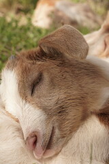 Fototapeta premium baby goats sleeping on the farm