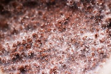 Examining Mycelium Growth on a coffee powder