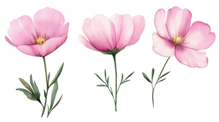 Obraz premium Pink beautiful flowers on white background