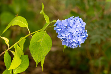 紫陽花