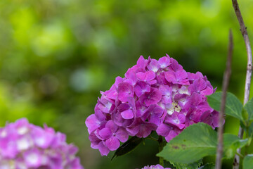Fototapeta premium 紫陽花
