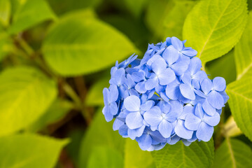 紫陽花
