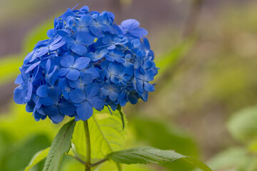 紫陽花