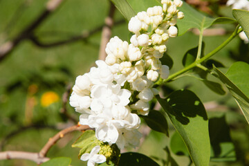 Graceful branches of white lilac in full bloom are illuminated by the sun rays and shine. Spring background art with white lilac flowers. Beautiful blooming spring background. Copy space.