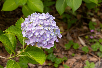 紫陽花