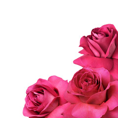 Pink rose flowers with everted petals in a corner arrangement isolated on white or transparent background
