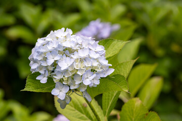 紫陽花
