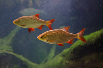 fish