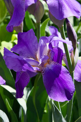 Violet flowers. Purple irises bloom luxuriantly and brightly in spring under the rays of the sun on a green background in the garden. Natural floral background with beautiful and color-rich flowers