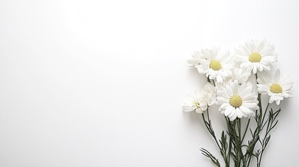 Fototapeta premium Elegant White Daisies on Simple White Background for Design Use