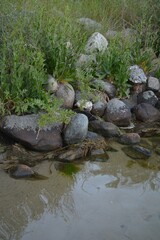 Scenic Nordic Lakeshore with Wild Plants and Natural Rocks – Summer Nature Landscape