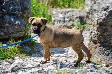 puppy