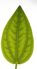 Obraz premium Single green leaf backlit closeup detail