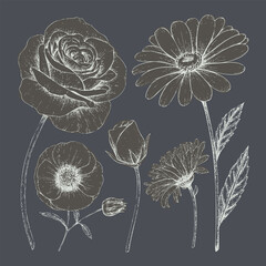 Beautiful floral illustrations featuring variety of flowers including roses, daisies, and poppies, showcasing intricate details and elegant lines