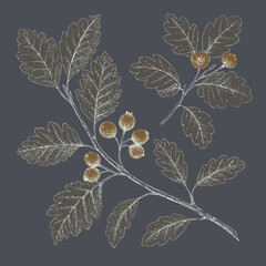 Botanical illustration of branch with leaves and berries, showcasing intricate details and contrasting dark background. design evokes sense
