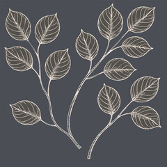Delicate botanical illustration featuring intricate leaf designs on dark background, showcasing nature beauty and elegance