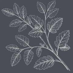 Detailed illustration of leafy branch with intricate leaf patterns, showcasing natural beauty and elegance