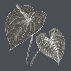 Botanical illustration of two elegant leaves, showcasing intricate details and textures, perfect for nature lovers and art enthusiasts