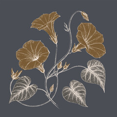 Elegant floral illustration featuring morning glory flowers and leaves, showcasing intricate details and contrasting color palette