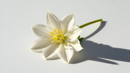 Fototapeta premium Fresh chamomile blossoms (fiori di camomilla) on a white background, highlighting their soothing appearance and gentle beauty.
