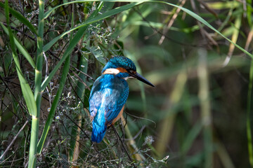 kingfisher