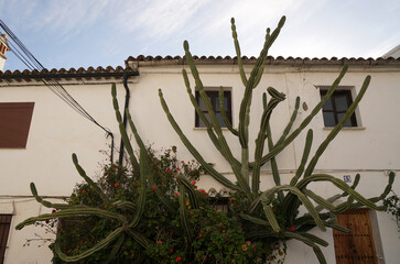 huge cactus growing on house wall in Andalusia                               