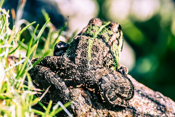frog on a leaf