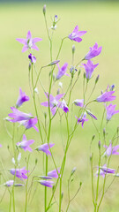 Glockenblumen_Wiese_Campanula_wahrscheinlich Wiesenglockenblume