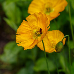 Poppy ( Latin- Papaver nudicaule ) is a perennial ( biennial in culture ) herbaceous plant