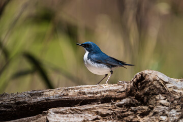 Male Siberian blue robin perching on the tree branch