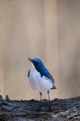 Male Siberian blue robin perching on the tree branch