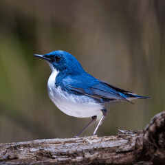Male Siberian blue robin perching on the tree branch
