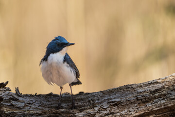 Male Siberian blue robin perching on the tree branch