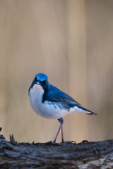 Male Siberian blue robin perching on the tree branch