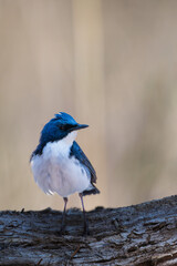 Male Siberian blue robin perching on the tree branch