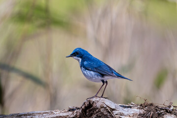 Male Siberian blue robin perching on the tree branch