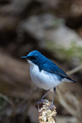 Male Siberian blue robin perching on the tree branch