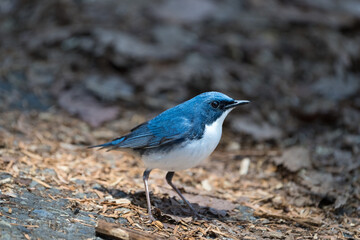 Male Siberian blue robin perching on the ground