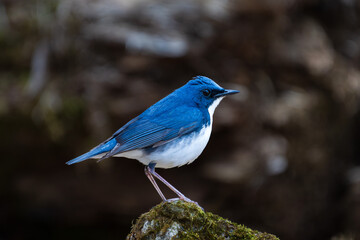 Male Siberian blue robin perching on the moss-covered rock
