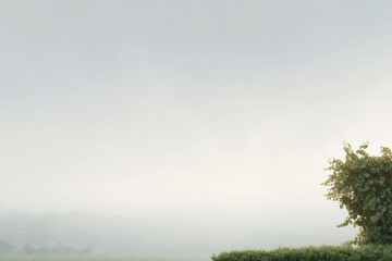 serene vineyard bathed in soft light emphasizing single vine on left side against clean background