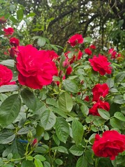 red rose bush