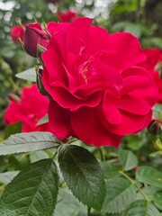 red rose in garden
