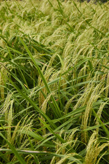 green grass background