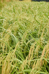 green grass background