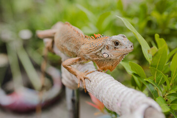 front of view of albino iguana on tree stick