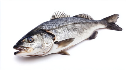 Fototapeta premium One fresh sea bass fish isolated on white background -