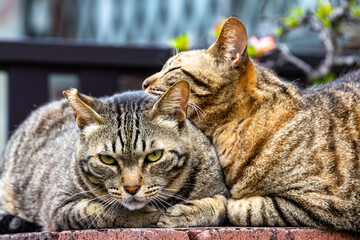 Naklejka premium 仲良し野良猫