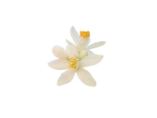 Orange tree flowers and buds isolated transparent png
