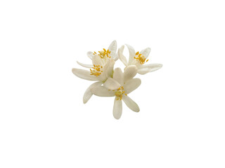 Orange blossom flowers bunch isolated transparent png